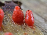 Lycogala conicum